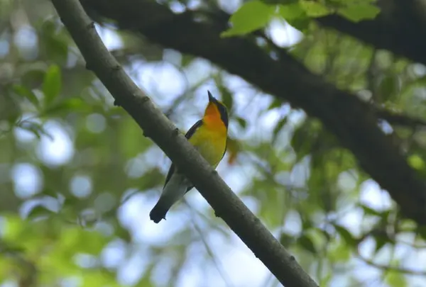 上野原市の写真・動画_image_54180
