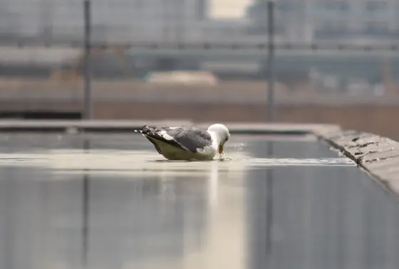 カモメ
