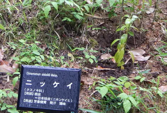 身近な木々にも薬効が…