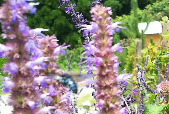 幸せの青い蜂・ブルービー