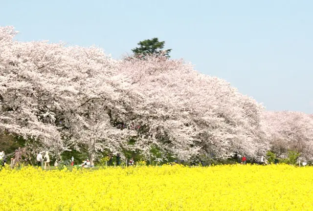 東京から権現堂へ花見する1日