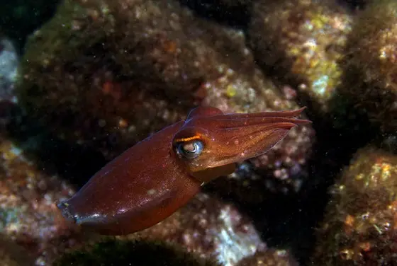 ニモに会える