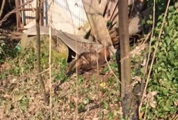運がよければ・・・