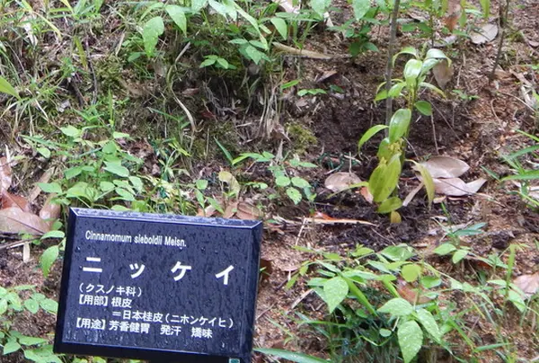 身近な木々にも薬効が…