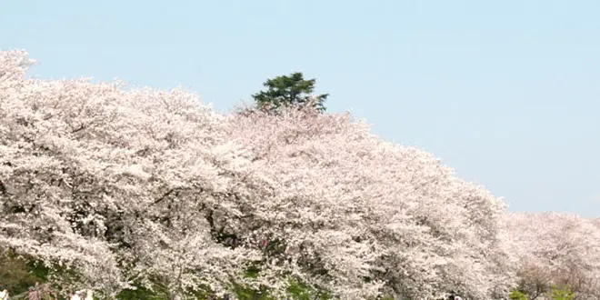 東京から権現堂へ花見する1日