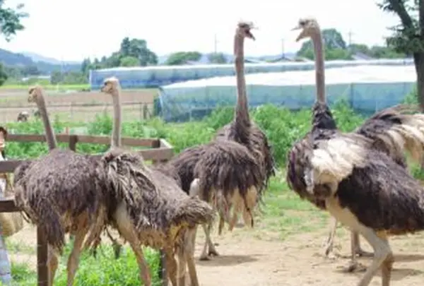 ダチョウ王国石岡ファーム