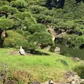 清澄庭園の写真_100082