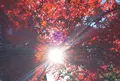 吹割の滝の写真_100300