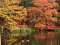 雲場池の写真_100568