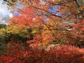雲場池の写真_100569