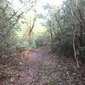 三原山ハイキングテキサスコースの写真_101253