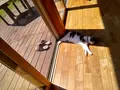 カフェ山猫軒の写真_101628