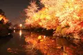 清水寺の写真_101847