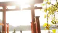 箱根神社の写真_102255
