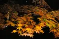 曽木公園の写真_102315