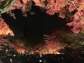 曽木公園の写真_102360