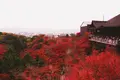 清水寺の写真_102953