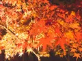 永観堂（禅林寺）の写真_103295