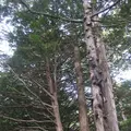 上高地の写真_104177
