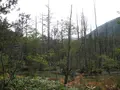 上高地の写真_104200