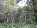 上高地の写真_104209