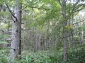 上高地の写真_104212