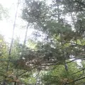 上高地の写真_104213