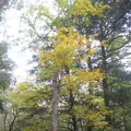 上高地の写真_104215