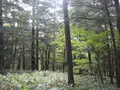 上高地の写真_104216