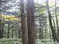 上高地の写真_104219