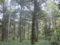 上高地の写真_104221