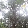 上高地の写真_104223