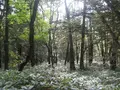上高地の写真_104227