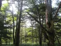 上高地の写真_104228