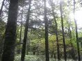 上高地の写真_104229