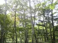 上高地の写真_104230