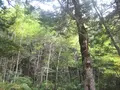 上高地の写真_104234