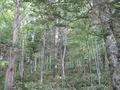 上高地の写真_104238