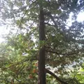 上高地の写真_104239
