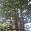 上高地の写真_104251