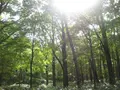 上高地の写真_104252