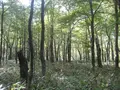 上高地の写真_104253