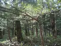 上高地の写真_104305