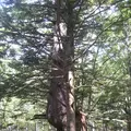 上高地の写真_104308