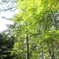 上高地の写真_104309