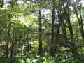 上高地の写真_104346