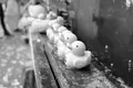 宮ケ瀬湖の写真_104369