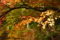 意富布良神社の写真_104639