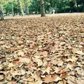 蘆花恒春園の写真_104823
