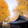 根津神社の写真_105108